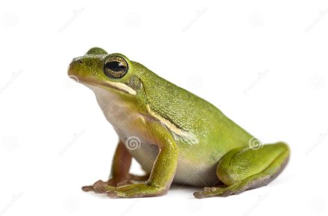 American Green Tree Frog, Green Tree Frog, Animal Cutouts, Angora Goats, Tree Frog, Red Squirrel, Green Tree, Tree Frogs, White Stock