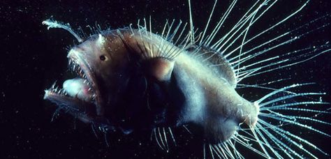 Fanfin Anglerfish | 15 Terrifying Creatures From The Ocean Deep Sea Animals, Fish Pictures, Animal Guides, Monterey Bay Aquarium, Deep Sea Creatures, Angler Fish, Sea Photo, Deep Sea Fishing, Fishing Life