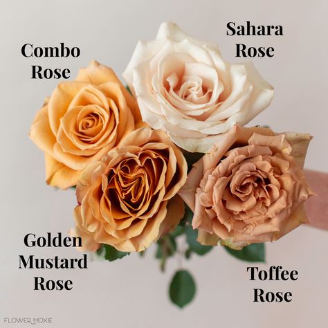 Shop fresh DIY wedding flowers online with Flower Moxie. Wholesale roses sold in bulk for weddings and events. Mustard Garden, Toffee Rose, Sahara Rose, Flower Moxie, Standard Roses, Fresh Cut Roses, Rose Varieties, Types Of Roses, Fall Wedding Flowers