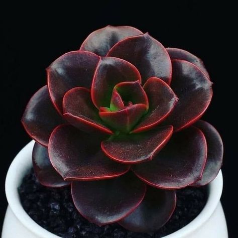 Rosa negra Red Succulents, Garden Cactus, Gardens Flowers, Succulent Garden Design, Succulent Garden Diy, Colorful Succulents, Succulent Gardening, Unusual Plants, Rare Succulents