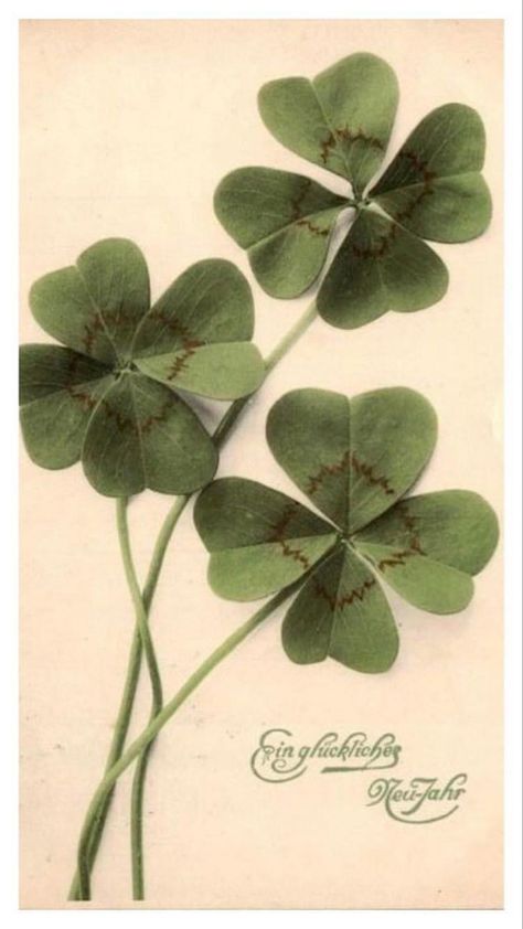 Vintage Clover Illustration, 4 Leaf Clover Drawing, Four Leaf Clover Illustration, Four Leaf Clover Wallpaper, Clover Sketch, Clover Leaf Art, Four Leaf Clover Art, Four Leaf Clover Drawing, Luck Illustration