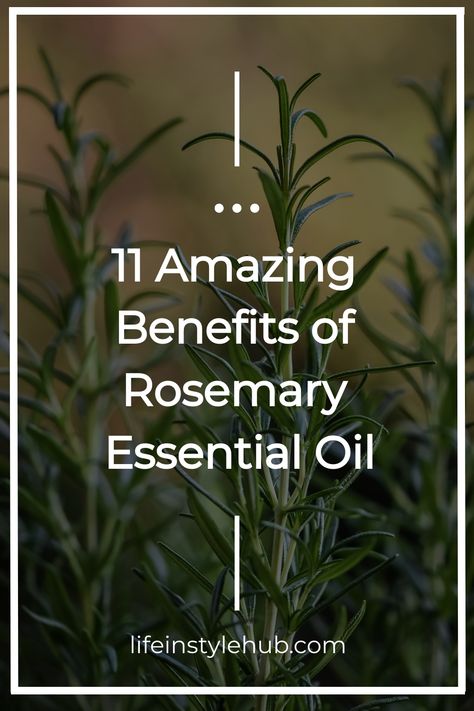 Rosemary essential oil How To Make Rosemary Essential Oil, Rosemary Oil Benefits Hair, Rosemary Essential Oil Uses, Rosemary Essential Oil Benefits, Benefits Of Rosemary Essential Oil, Rosemary Oil Benefits, Benefits Of Rosemary Oil, Benefits Of Rosemary, Promoting Hair Growth