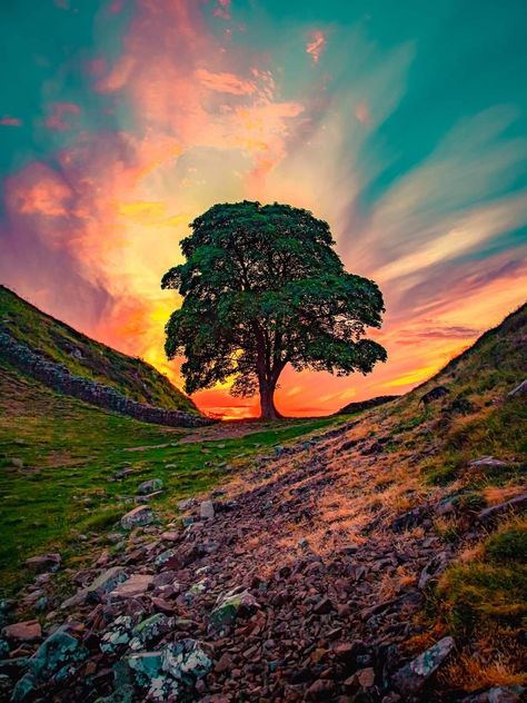 Sycamore Gap, Snake Drawing, Sycamore Tree, Hadrians Wall, Tree Felling, Old Tree, Tree Photography, Painting Art Projects, Tree Art