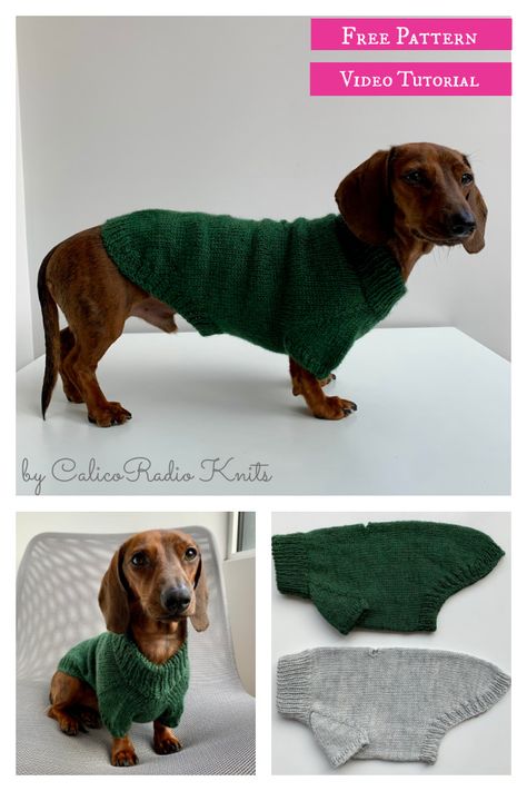 Portland Raglan Dog Sweater Free Knitting Pattern and Video Tutorial Knitting Patterns Hats Women, Sweater Free Knitting Pattern, Knitted Dog Sweater Pattern, Knitting Patterns Free Dog, Small Knitting Projects, Dog Sweater Crochet Pattern, Easy Knitting Patterns Free, Dog Sweater Pattern, Knitting Patterns Free Blanket