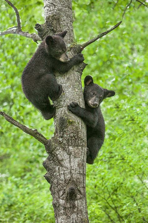 The challenge with photographing very dark or black animals, like these black bear cubs, is retaining detail in their hair or fur. The two ideal lighting conditions that allow this detail to show  ... Black Bear Cubs, Black Bear Cub, American Black Bear, North American Animals, American Wildlife, North American Wildlife, Northern Minnesota, Bear Pictures, Photography Contests