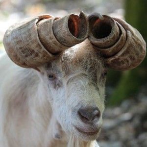 Suzanne.H (BlacklivesMatter) on Twitter: "If you play a thiefling, or any other horned species.. please consider these looks for your horns.… " Sheep Horns, Animals With Horns, Strange Animals, Interesting Animals, Animal Antics, Unusual Animals, Rare Animals, Wildlife Animals, Weird Animals