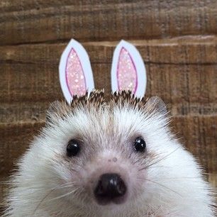 “I am not rabbit. I am hedgehog.” | 19 Things Hedgehogs Are Not. My goodness this made me miss my little girl so much. Hedgehog Pfp, Hedgehog Care, Pet Hedgehog, Silly Rabbit, Hedgehog Pet, Baby Hedgehog, Easter Goodies, Hedgehog Art, Cuddly Animals