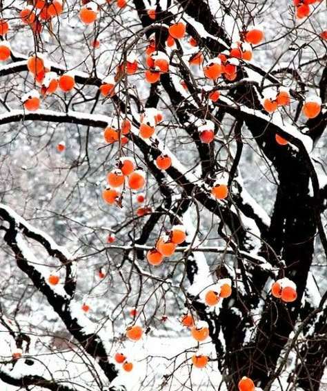 Trees In Winter, Korean Painting, Moody Art, Fruits Images, Fruit Painting, Beautiful Flower Arrangements, Winter Scenery, Art Courses, Beautiful Landscape Wallpaper