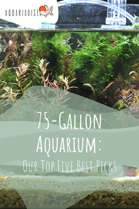 The more water there is in a 75-gallon tank, the more stable the water conditions are. In this guide, we've reviewed five of the best 75-gallon fish tanks that are currently on the market. 75 Gallon Freshwater Aquarium Ideas, 75 Gallon Aquascape, 75 Gallon Fish Tank Ideas, 75 Gallon Aquarium Ideas, 75 Gallon Aquarium, Nano Reef Tank, Large Fish Tanks, Saltwater Aquarium Fish, Acrylic Aquarium