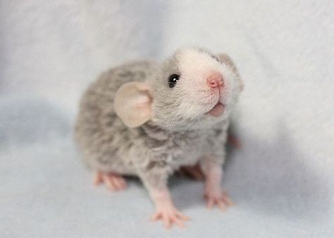 Baby blue rex dumbo rat, the breed and colour I originally wanted :( Rattus Rattus, Dumbo Rat, Baby Rats, Rat Look, Cute Rats, Rat Terriers, Pet Rats, Cute Mouse, Cute Animal Pictures