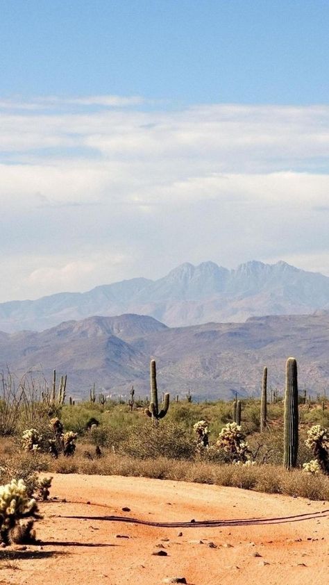 Desert Lizards, Arizona Aesthetic, Desert Aesthetic, Cactus Desert, Wallpapers Desktop, Desert Dream, Desert Vibes, Sky Nature, Desert Cactus