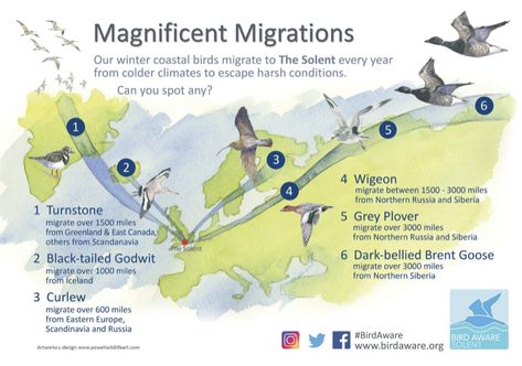 Bird Migration Map, Istanbul Map, Punk Lifestyle, Solar Punk, Visual Map, Instagram Design Creative, Coastal Birds, Bird Migration, Migratory Birds