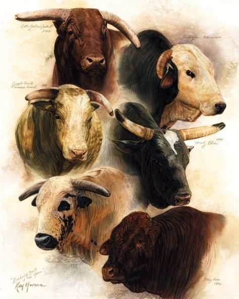 PBR Bucking Bull Of The Year: 1996-2002 Pbr Bull Riders, Rodeo Toys, Pbr Bull Riding, Bull Pictures, Bulls Wallpaper, Cow Photography, Bucking Bulls, Bull Painting, Professional Bull Riders