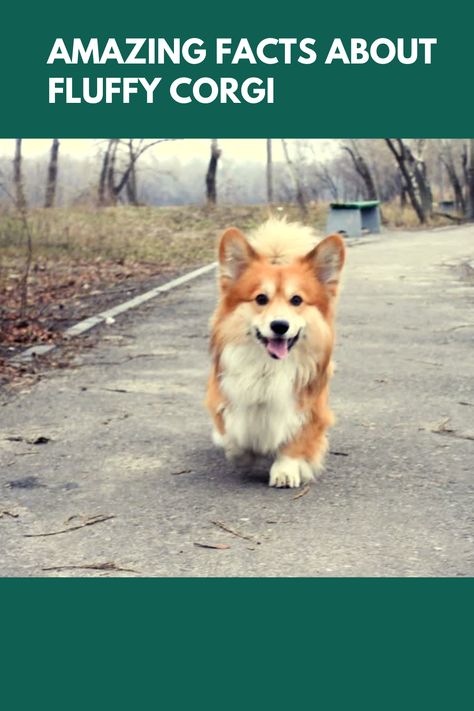 amazing facts about fluffy corgies that you should know...This in-depth article discusses everything you need to know about fluffy corgies. Corgi Colors, Fluffy Dog Breeds, Corgi Breeds, Corgi Facts, Fluffy Corgi, Cavalier King Charles Dog, King Charles Dog, Rare Dogs, Group Of Dogs