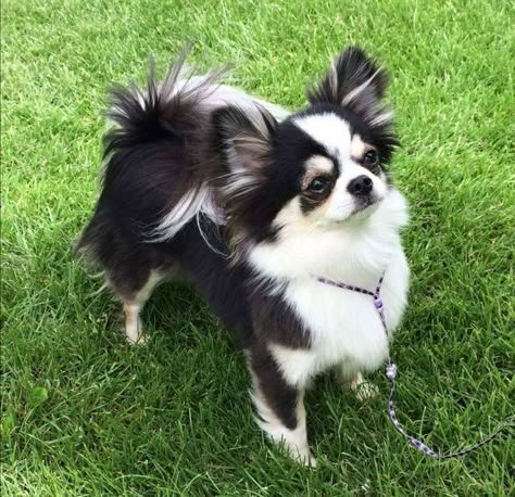 Precioso Long haired Chihuahua is 😻 adorable negro y blanco...Te Quiero! Merle Chihuahua Long Hair, Chihuahua Training, Long Hair Chihuahua, Teacup Chihuahua Puppies, Dog Chihuahua, Cute Chihuahuas, Long Haired Chihuahua, Teacup Chihuahua, Dog Exercise