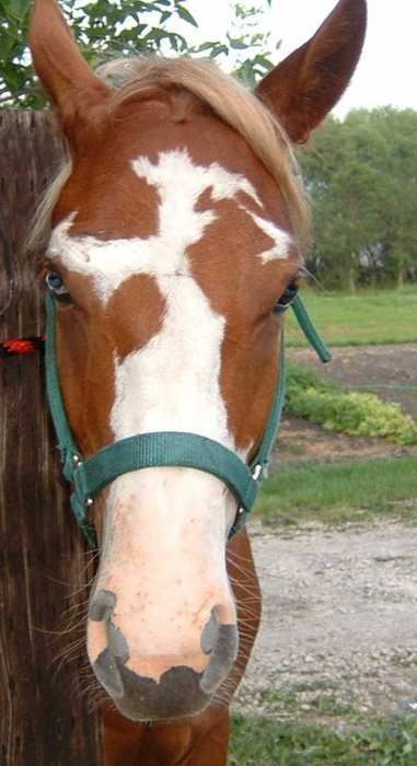 Unique Horse Face Markings, Horse Face Markings, Face Markings, Facial Markings, Kathiyawadi Horse, Horse Markings, Horse Star, Horse Coat Colors, Horse Reference