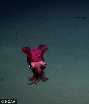 Vampire Squid Drawing, Squid Aesthetic, Cartoon Squid, Gulper Eel, Bobtail Squid, Squid Drawing, Cute Squid, Vampire Squid, Baby Squid