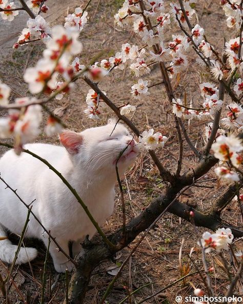 @simabossneko • Instagram photos and videos Cat Drawing Aesthetic, Cat Island Japan, Aesthetic Sakura, Calming Cat, Cat Island, Chinese Aesthetic, Cat Language, Drawing Aesthetic, Plum Blossoms