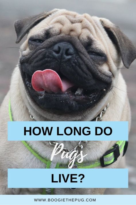 Pug Quotes Funny, Pug Quotes, Dog Training Books, Fall Memes, Cat Jokes, Dog Quotes Funny, Pugs Funny, Funny Cats And Dogs, Pug Lover