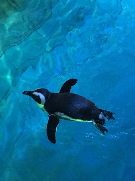 Penguins @ the New England Aquarium❤️ New England Aquarium, My Kind Of Woman, London Travel, Penguins, New England, Boston, England, Travel