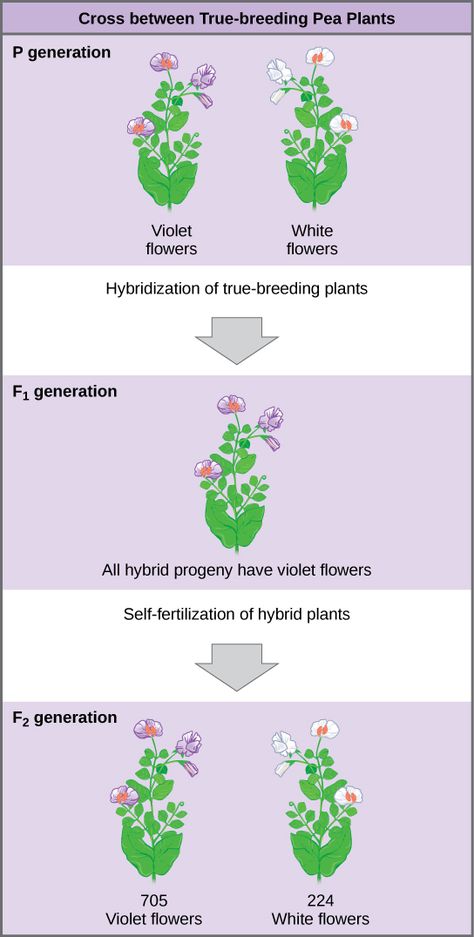 Inheritance Biology, Plants With White Flowers, Mendelian Inheritance, Plant Experiments, Pea Plants, Gregor Mendel, Punnett Squares, General Biology, Pea Plant