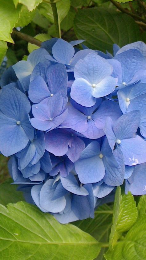 Hydrangea Cottage, Hydrangeas Art, Peonies And Hydrangeas, Blue Hydrangeas, Blue White Decor, Tuxedo For Men, Art Flowers, Blue Hydrangea, Periwinkle Blue