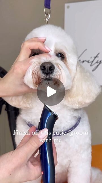 Dog Trimming Pet Grooming, Dog Grooming Techniques, Dog Dryer Pet Grooming, Mini Poodle Grooming, Dog Grooming Tutorials, Grooming Dogs At Home, Dog Grooming For Beginners, Shihpoo Grooming Styles, Cavapoo Grooming Styles