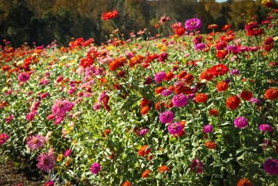 Flower Tower, Zinnia Flowers, Cottage Garden Plants, Succulent Terrarium, Mosaic Garden, Companion Planting, Butterfly Garden, Autumn Garden, Cool Plants