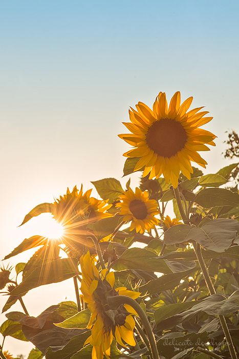 Field Of Sunflowers Aesthetic, Sunflower Astethic, Sunflower And Sun, Sunflowers Field, Sunflower Aesthetic, Sunflower Love, Sunflower Photography, Sunflower Pictures, Sun Flowers