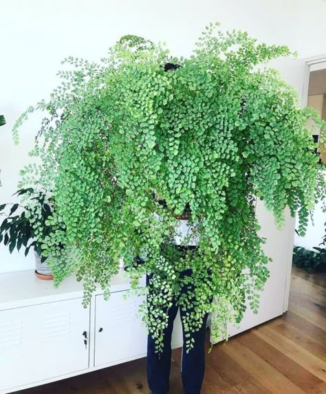 Cabin Makeover, Big Indoor Plants, Indoor Ferns, Ferns Care, Succulent Decor, Cheap Plants, Maidenhair Fern, Ferns Garden, Plant Mama