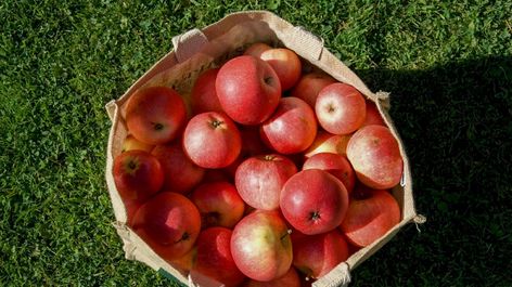 10 Promising Benefits and Uses of Apple Pectin Health Benefits Of Apples, Benefits Of Apples, Benefits Of Apple, Chronic Constipation, Reflux Symptoms, Healthy Bacteria, Homemade Apple, Beneficial Bacteria, Healthy Girl