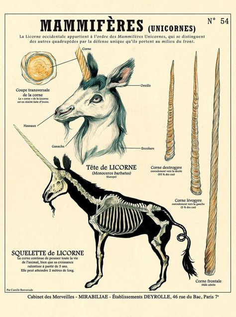 Camille Renversade creates wonderfully vintage Deyrolle style cryptozoological posters Curious Creatures, Cabinet Of Curiosities, Mythical Beast, Scientific Illustration, Mythical Creatures Art, Unicorn Print, Mythological Creatures, Mystical Creatures, The Unicorn