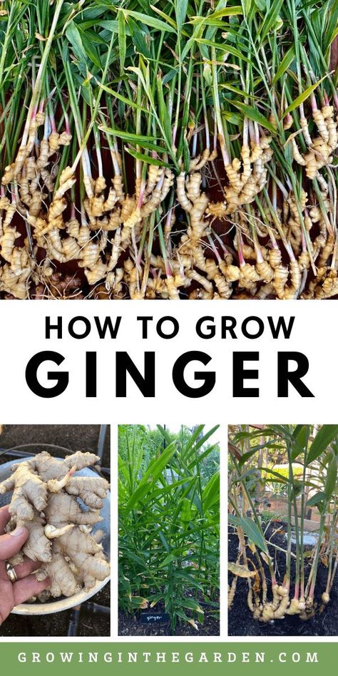 Porch Food Garden, How To Grow Ginger In A Pot, How To Grow Peppercorns, Kitchen Ideas For Older Homes, How To Grow Ginger Root At Home, How To Grow Ginger, 8b Plants, Growing Cinnamon, Ginger Gardening