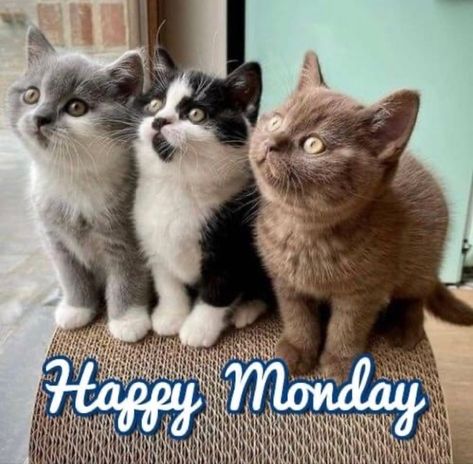 Happy Maandag, Hate Mondays Funny, Goodmorning Cute, Monday Cat, Good Morning Cat, Fairy World, Good Morning Sister, Good Morning Happy Monday, Morning Cat