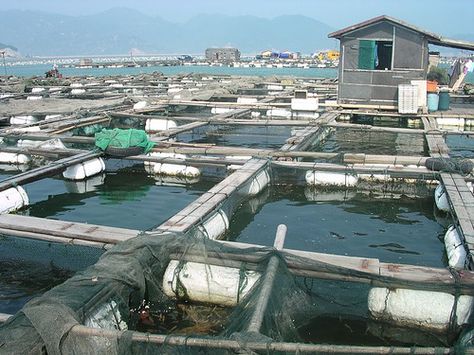 Boom… fish farms debunk ‘ocean acidification’ alarm Ocean Acidification, Temple City, Farming Business, Factory Farming, Water Pollution, Fish Farming, Aquatic Animals, Fish Pond, Environmental Issues