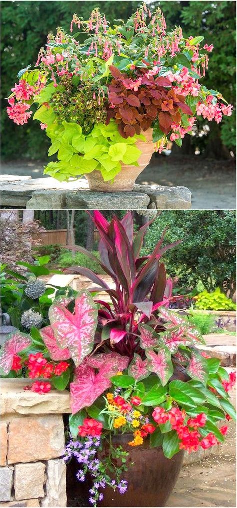 Best Shade Plants & 30 Gorgeous Container Garden Planting Lists - A Piece Of Rainbow Shade Plants Container, Shade Loving Plants, Best Plants For Shade, Container Garden Design, Sun Loving Plants, Container Gardening Flowers, Gardening Flowers, Garden Containers, Container Gardens