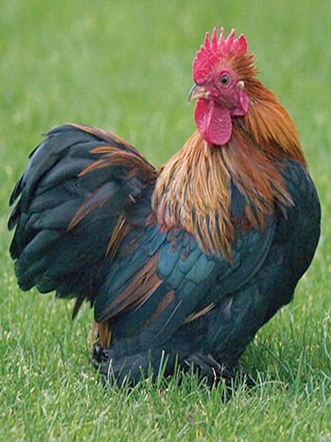 A guide to the many varieties of chickens and their origins and habits, from… Heritage Chicken Breeds, Heritage Chickens, Chicken Drawing, Fancy Chickens, Beautiful Chickens, The Barnyard, Hen Chicken, Backyard Chicken Coops, Chickens And Roosters