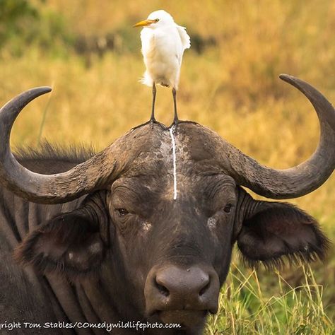 Special relationship #cwpa #comedywildlife #comedy #animals #funny #buffalo Funny Animal Fails, Comedy Wildlife Photography, Animal Fails, Wildlife Pictures, Funny Animal Photos, Mule Deer, Animal Antics, Steve Harvey, Manx