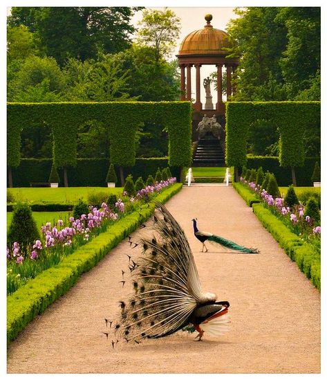 نباتات منزلية, Desain Lanskap, Visit Germany, Palace Garden, Formal Garden, Castle Garden, The Secret Garden, Formal Gardens, Willow Tree