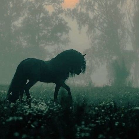 Fairytale Aesthetic, Dark Fairytale, Horse Aesthetic, Pretty Animals, Equestrian Life, Fantasy Aesthetic, Black Horse, Pretty Horses, Horse Photography