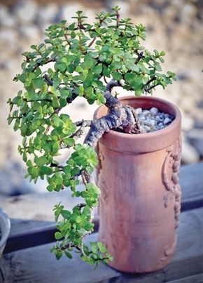 Elephant Bush Bonsai, Bonsai Succulents, Jade Plant Bonsai, Elephant Bush, Bonsai Mame, Jade Bonsai, Bonsai Tree Care, Mame Bonsai, Succulent Bonsai