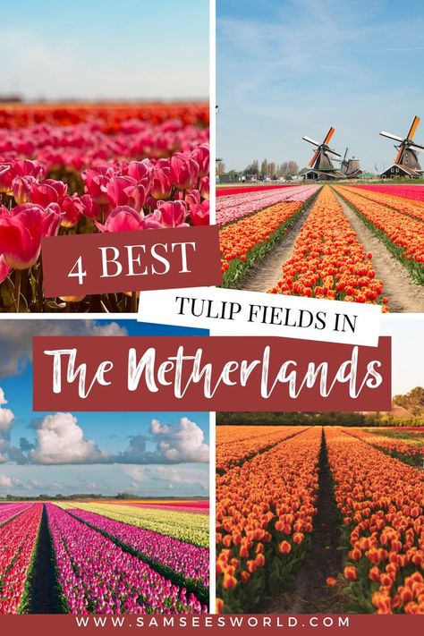 Tulip Fields Netherlands, Netherlands Travel Destinations, Tulips Holland, Spring Bucket List, Travel Netherlands, Amsterdam Tulips, North Holland, Holland Netherlands, Sweden Travel