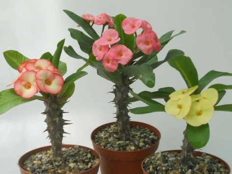 Como Plantar Pitaya, Crown Of Thorns Plant, Blooming Succulents, Euphorbia Milii, Succulent Gardening, Crown Of Thorns, House Plants Decor, Cactus Y Suculentas, Cactus Garden