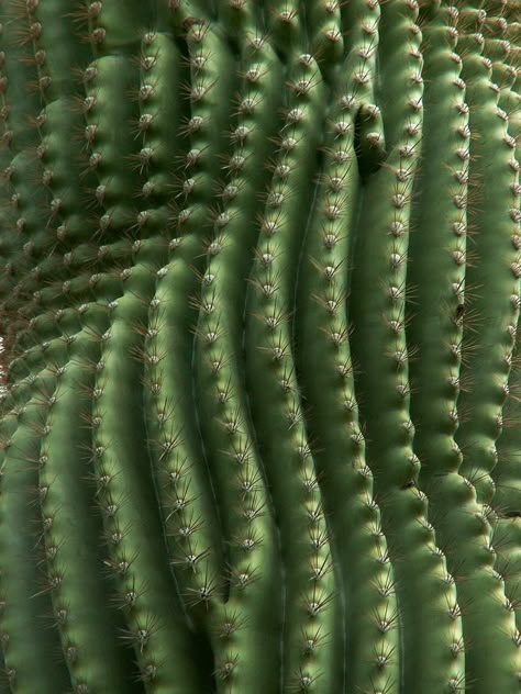 Кактус Beauty Fotografie, Macro Photography Tips, Photowall Ideas, Macro Flower, Flower Texture, Texture Inspiration, Texture Photography, Green Cactus, Foto Tips