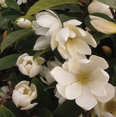 Garden Redesign, Evergreen Magnolia, Wholesale Plant Nursery, Magnolia Bouquet, Wholesale Plants, Garden Compost, Kunming, Fast Growing Trees, White Magnolia