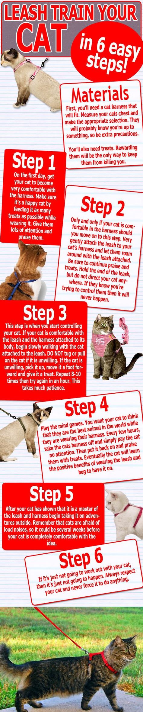 Leash Train a Cat - 6 Easy Steps Cat Magazine, Cat Leash, Leash Training, Cat Care Tips, Cat Training, Pet Hacks, Cat Facts, Cat Health, How To Train