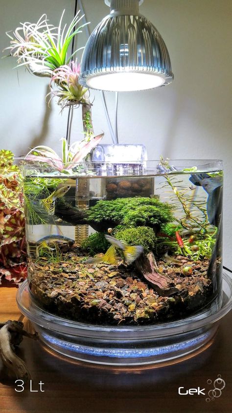 Ecosystem Design, Cool Fish Tank Decorations, Bowl Aquarium, Snail Tank, Aquarium Architecture, Pet Snails, Whites Tree Frog, Cool Fish Tanks, Aquascape Design