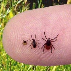 TIPS for Hiking in Tick Country.  Being outdoors in SW Idaho, we've noticed a lot of ticks the past week or two... good article here. Tick Tubes, Get Rid Of Ticks, Natural Tick Repellent, Tick Bite, Tick Repellent, Washington Hikes, Tick Prevention, Camping Fun, Back To Nature