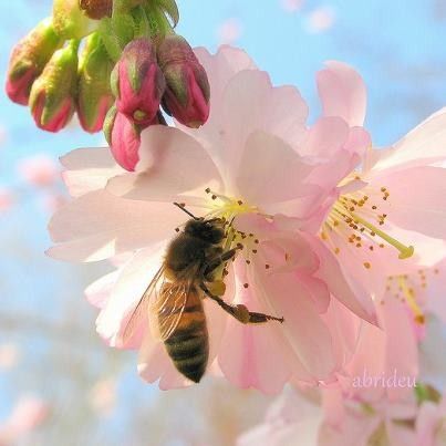 Blossom & Bee Bee And Flower Aesthetic, Bee Magic, Bee Butts, Pink Bumble Bee, Bee Asleep In Flower, Pretty Flowers Pictures, Humble Bee, Bumble Bee Asleep In Flower, Bee Stuff