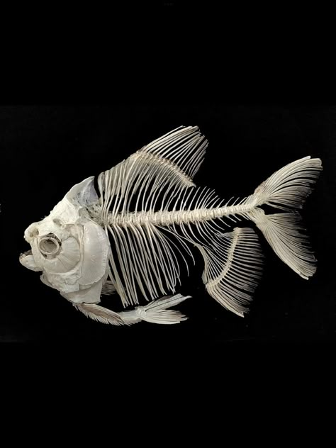 Deep Sea Creatures Aesthetic, Goldfish Skeleton, Fish Bones Drawings, Sea Creature Skeleton, Background For Drawings, Skeleton Structure, Fish Skull, Dark Nautical, Fish Collage